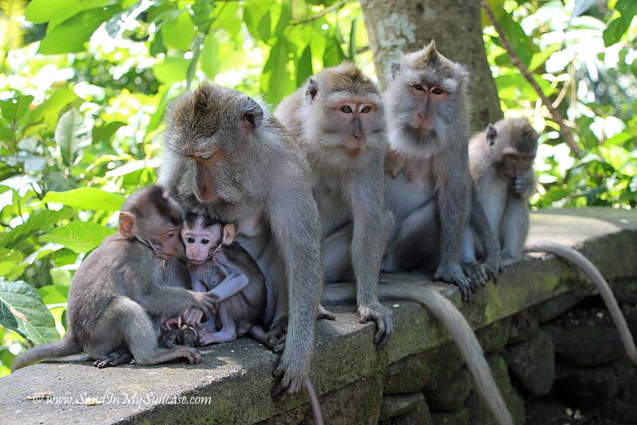 Things to do in Ubud - Monkey Forest