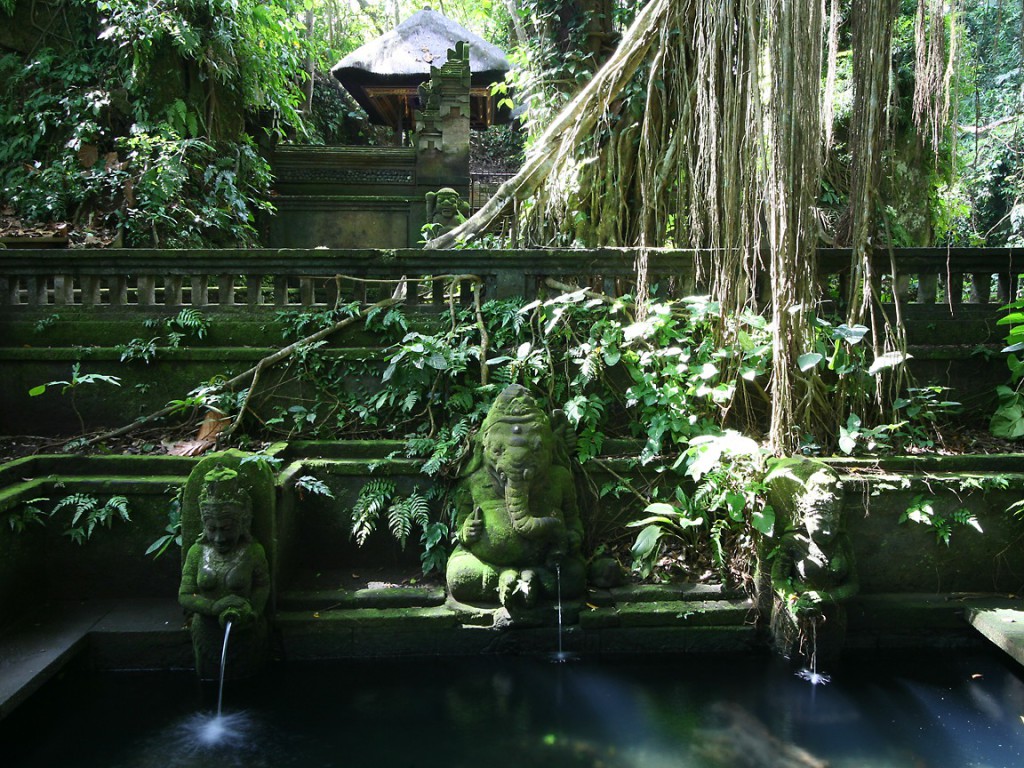 Things to do in Ubud - monkey forest