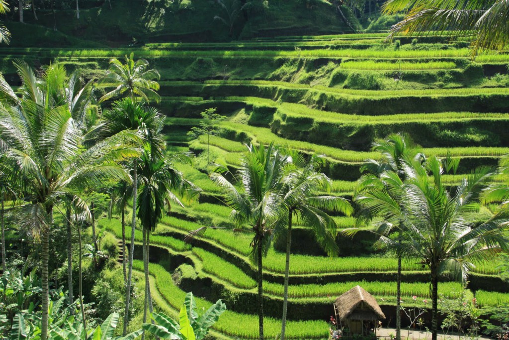 Things to do in Ubud