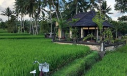 Ubud house for rent